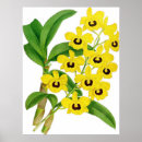 Search for dendrobium Botanical