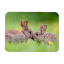 Search for cottontail magnets Animal