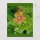 Search for pimpernel postcards Floral