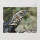Search for lizards postcards Desert