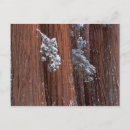 Search for winter snow wolf postcards Cold