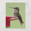 Search for ruby throated postcards Female