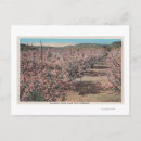 Search for apple tree blossoms postcards Trees
