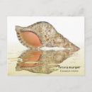 Search for triton postcards Ocean