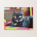 Search for tortoiseshell Kitten