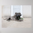 Search for dog days of summer Puppy