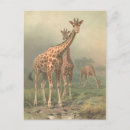 Search for 1894 postcards Africa