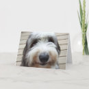 Search for sheepies cards Old english sheepdog