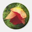 Search for raindrop magnets Garden