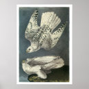 Search for gyrfalcon posters Bird
