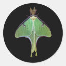 Search for moths stickers Wings