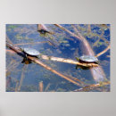 Search for pond turtle posters Photography