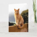 Search for merlin Cat