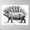 Search for black and white pig posters Pigs