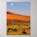 Search for bison posters Consumerproduct
