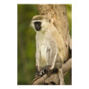 Search for omnivorous posters Primate