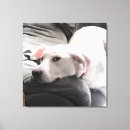 Search for tired canvas prints Cute