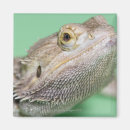 Search for bearded dragon magnets Shells