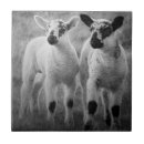 Search for lamb tiles Farm