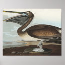 Search for audubon watercolors posters John james audubon