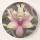 Search for epidendrum Flowers