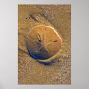 Search for sand dollar posters Sea urchin