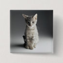 Search for tabby square badges Kitten