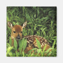 Search for odocoileus magnets Forest