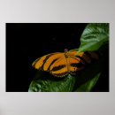 Search for dryad Black