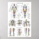 Search for anatomy chart posters Muscular