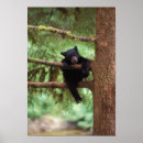 Search for woodland bear posters Tree