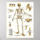 Search for ligaments posters Medical