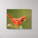 Search for bird tree art Cardinal