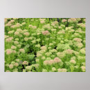 Search for sedum posters Floral