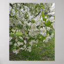 Search for white cherry blossom tree posters Photography