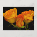Search for three roses postcards Floral