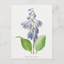 Search for hosta postcards Botanical
