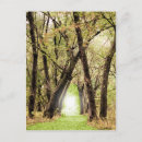 Search for forest path photography Light