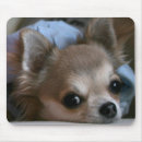 Search for longhair mouse mats Puppy
