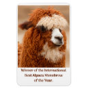 Search for alpaca magnets Wool