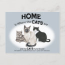 Search for new cat announcement postcards Cats