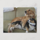 Search for funny dog anniversary cards Cute
