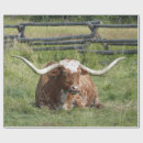 Search for texas longhorn wrapping paper Cattle