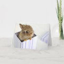 Search for buns cards Rabbit