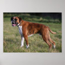 Search for pam posters Fawn
