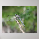 Search for damselfly art posters Pond