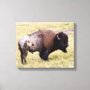 Search for bison canvas prints Yellowstone