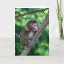 Search for japanese snow monkeys postcards Japanese macaque monkey