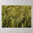 Search for grain posters Bread