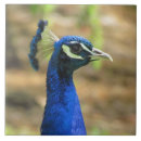 Search for beak tiles Feathers